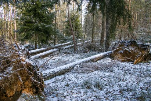 Sturmschäden bei Crosta