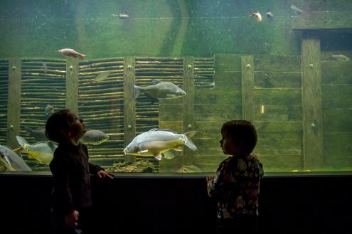 Auf Augenhöhe mit Karpfen und Co. – Kinder vor dem Riesenaquarium im Haus der Tausend Teiche (Foto: Karsten Nitsch)