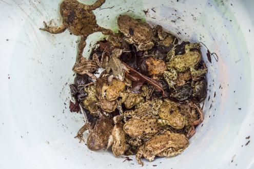Erd- und Knoblauchkröten sowie Moorfrösche am Amphibienwechsel Steinölsa (Foto: Dirk Weis)