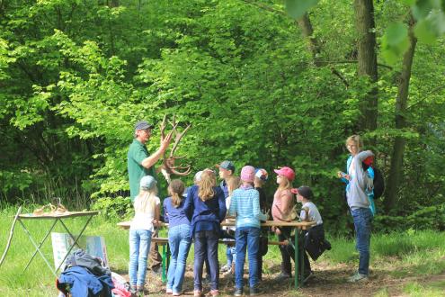 Ranger Maik Rogel zeigt den Kindern alles zu Geweih- und Hornarten