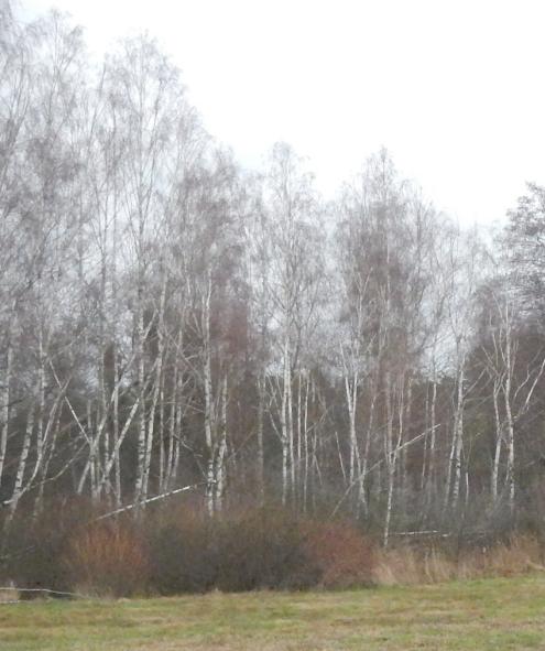 Birkenwald an einem Wiesenrand