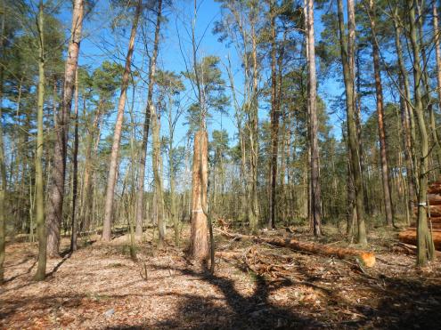 Kiefernwald, im Hintergrund ist blauer Himmel zu sehen