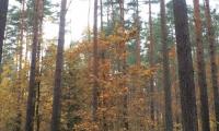 Ziel der 10jährigen Bewirtschaftungsplanung ist die Erhöhung des Laubbaumanteils in kieferndominierten Staatswaldflächen, Foto: Steffen Krausche